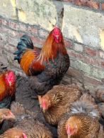 broedeieren Wyandotte meerzomig goudpatrijs groot, Dieren en Toebehoren, Pluimvee, Geslacht onbekend, Kip