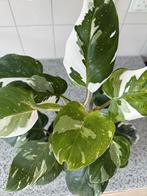 White Princess Philodendron met pot, Huis en Inrichting, Kamerplanten, Overige soorten, In pot, Minder dan 100 cm, Groene kamerplant