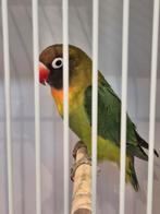 Te Koop bewezen Nigrigenis  pop geringd, Dieren en Toebehoren, Vrouwelijk, Parkiet, Geringd