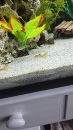 Guppy's voornamelijk vrouwtjes, Vis