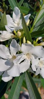 Nerium oleander op stam wit, Soeur Agnes, Ophalen of Verzenden, Zomer, Overige soorten, Volle zon