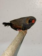 Charcoal en split zebravinken, Dieren en Toebehoren, Vogels | Overige Vogels, Mannelijk