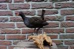 Mooi opgezet mannetjes waterhoentje, Ophalen of Verzenden, Zo goed als nieuw, Vogel, Opgezet dier