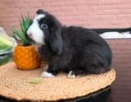 Zeer lief en tam Minilop konijntje van 5 maanden ️, Dieren en Toebehoren, Konijnen, Mannelijk, Dwerg, Hangoor