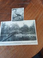 Knipsel  schollevaars dierentuin Artis Amsterdam 1909, Ophalen of Verzenden, Zo goed als nieuw, Paard, Beeldje of Figuurtje