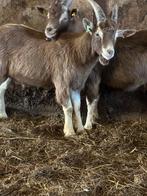 Toggenburger dekbok, Dieren en Toebehoren, Meerdere dieren, Schaap