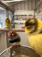 Koppeltjes zebravinken, Dieren en Toebehoren, Vogels | Overige Vogels, Meerdere dieren, Tropenvogel, Geringd