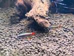 Te koop jonge Chinese Danio’s 3 maanden oud ca. 2 a 3 cm, Vis