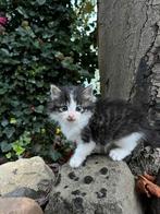 Langharige boerderij kitten, Dieren en Toebehoren, Kater, Ontwormd, 0 tot 2 jaar