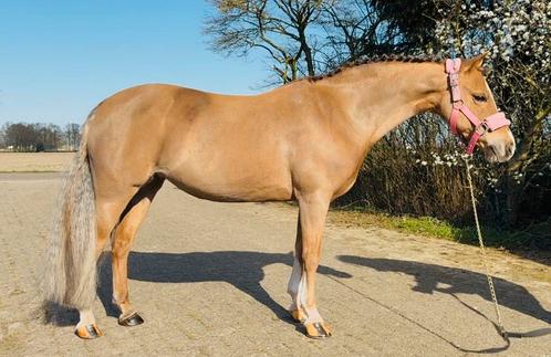 Super lieve pony, Dieren en Toebehoren, Pony's, Merrie