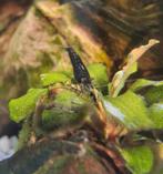 Green Jade Neocaridina garnalen, Dieren en Toebehoren, Vissen | Aquariumvissen, Kreeft, Krab of Garnaal, Zoetwatervis, Schoolvis