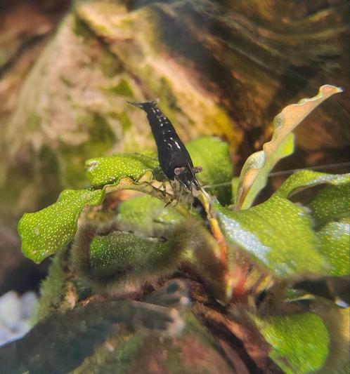 Green Jade Neocaridina garnalen, Dieren en Toebehoren, Vissen | Aquariumvissen, Zoetwatervis, Kreeft, Krab of Garnaal, Schoolvis