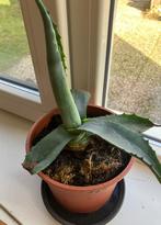 2x een groene agave  in pot, Volle zon, Vaste plant, Bloeit niet, Ophalen