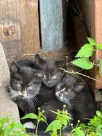 Boerderij kittens, Dieren en Toebehoren, Katten en Kittens | Overige Katten, Meerdere dieren, Kortharig, 0 tot 2 jaar