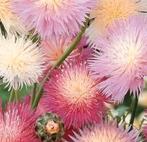 Zaden Keizerskorenbloem- Centaurea moschata/Amberboa moschat, Verzenden, Voorjaar, Volle zon, Zaad