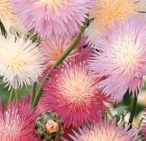 Zaden Keizerskorenbloem- Centaurea moschata/Amberboa moschat, Tuin en Terras, Bloembollen en Zaden, Zaad, Voorjaar, Volle zon
