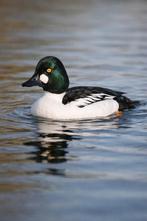 Gezocht: Europese Brilduiker man, Dieren en Toebehoren, Pluimvee, Mannelijk, Eend