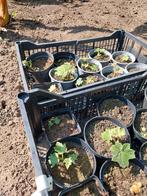 Tetrapanax stekken, Tuin en Terras, Planten | Tuinplanten, Ophalen of Verzenden, Zomer, Volle zon