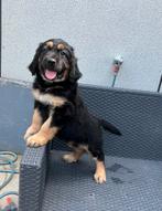 Hovawart pup, Meerdere, Nederland, Fokker | Hobbymatig, Reu