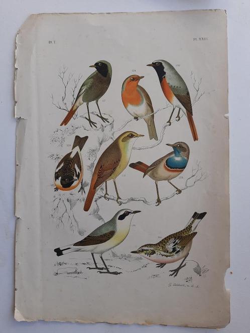 Roodborsten, Roodstaarten en Tapuiten chromo 1886, Antiek en Kunst, Kunst | Etsen en Gravures, Ophalen of Verzenden