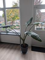 Grote tijger plant - Alocasia zebrina 150+cm hoog, Huis en Inrichting, Kamerplanten, Ophalen, 100 tot 150 cm, Overige soorten