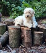 Prachtige jonge reu, Dieren en Toebehoren, Honden | Niet-rashonden, Fokker | Hobbymatig, 15 weken tot 1 jaar, Reu, CDV (hondenziekte)