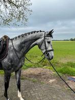 Lieve merrie te koop!, Dieren en Toebehoren, Merrie, Met stamboom, Zadelmak, 3 tot 6 jaar