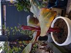 ensete maurelli 54 cm, Ophalen, Halfschaduw, Minder dan 100 cm