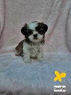 Prachtige Boomer ( Maltezer × Shih tzu ) pups!, 8 tot 15 weken, Meerdere, Nederland, Particulier