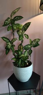 Dieffenbachia stekjes, Ophalen of Verzenden, Halfschaduw, Minder dan 100 cm