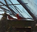 Rode kardinaal man 2025, Dieren en Toebehoren, Vogels | Overige Vogels, Mannelijk