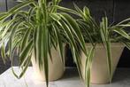 Grote bloempotten keramiek luxecrème glanzend set incl.plant, Binnen, Ophalen of Verzenden, Zo goed als nieuw, Overige vormen
