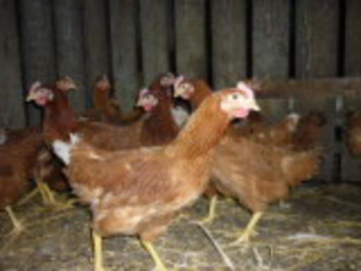 Jonge legkippen, Dieren en Toebehoren, Pluimvee, Kip, Vrouwelijk