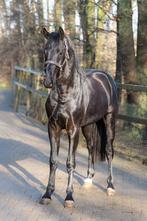 3 jarige hengst van total macleren x cachet dressuurpaard, Hengst, Onbeleerd, Dressuurpaard, 3 tot 6 jaar