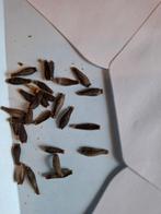 Dahlia zaden mooi, Tuin en Terras, Bloembollen en Zaden, Ophalen of Verzenden, Voorjaar, Volle zon, Zaad