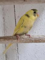 grasparkiet jong parkiet vogel volière grasparkieten, Dieren en Toebehoren, Vogels | Parkieten en Papegaaien, Meerdere dieren