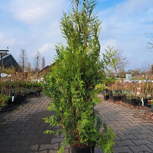 Mega actie!! Coniferen 140 cm €3,95 pst Spotgoedkoop !!!, Tuin en Terras, Planten | Bomen, Ophalen of Verzenden