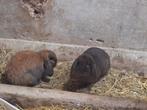 Nederlandse hangoor dwerg gecastreerde ram choco bruin, Dieren en Toebehoren, Konijnen, Mannelijk, Dwerg, Hangoor