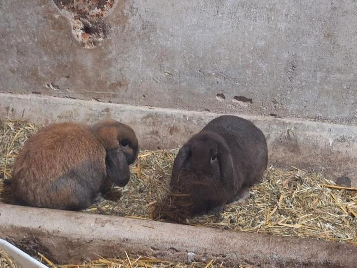 Nederlandse hangoor dwerg gecastreerde ram choco bruin, Dieren en Toebehoren, Konijnen, Dwerg, Mannelijk, Hangoor