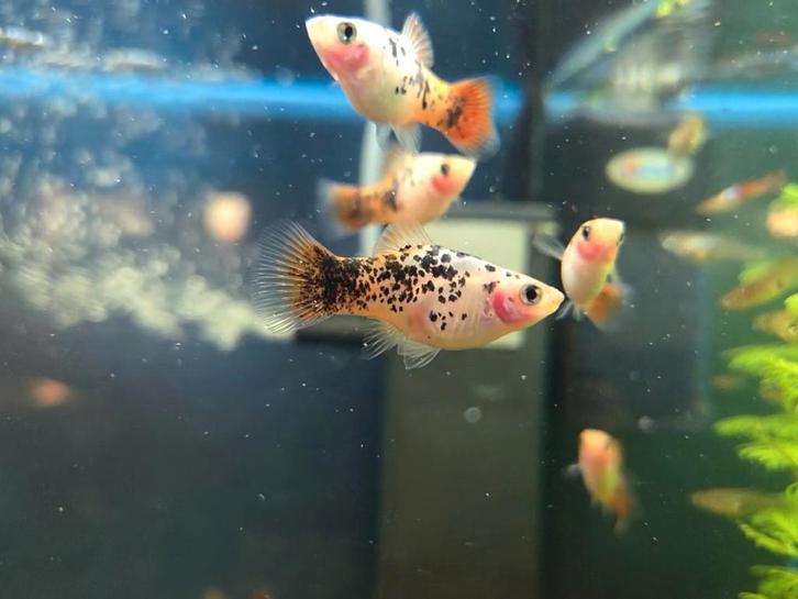 Platy Redtail Crystal - leuk visje voor je aquarium, Dieren en Toebehoren, Vissen | Aquariumvissen, Zoetwatervis, Vis
