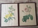 2 Vintage prints P.J. Redouté Imprimerie de Raimond, Ophalen