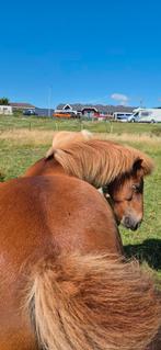Ijslander ruin, Dieren en Toebehoren, Ruin, Recreatiepaard