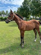 Correct hoogbenig hengst veulen spring gefokt, Dieren en Toebehoren, Paarden, Hengst, 0 tot 2 jaar