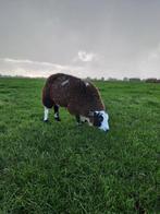Jonge ooi, Dieren en Toebehoren, Ophalen