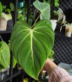 Philodendron gloriosum, Huis en Inrichting, Ophalen of Verzenden, Overige soorten, Minder dan 100 cm