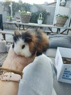 Ch Teddy cavia beertje, vijf weken oud, Cavia, Mannelijk, Mei, Tam