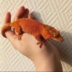 2021 Wimpergekko bewezen kweekvrouw bi-color rood confetti, Hagedis, Tam, 3 tot 6 jaar