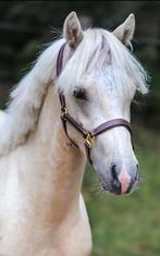 A pony kinderpony bomproof, Dieren en Toebehoren, Gechipt, Ruin, Springpony, A pony (tot 1.17m)