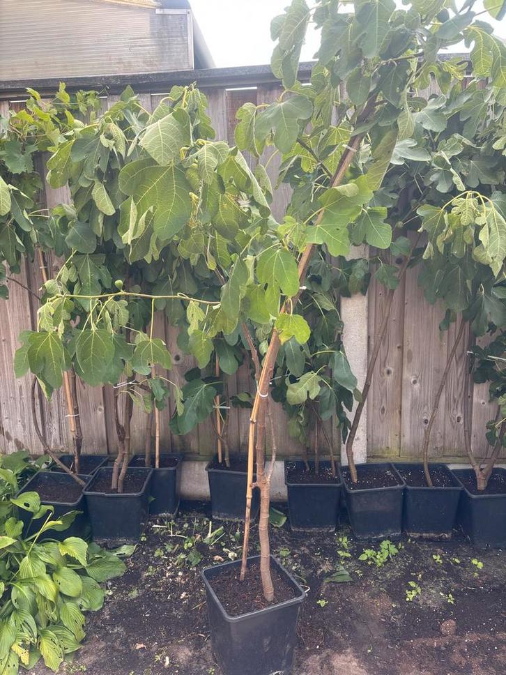 Vijgenboom/vijgenplant speciale soort met grote zoete vijgen, Tuin en Terras, Planten | Struiken en Hagen, Struik, Overige soorten