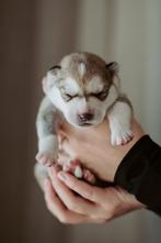 Siberische husky pups, Dieren en Toebehoren, Honden | Poolhonden, Keeshonden en Oertypen, Rabiës (hondsdolheid), 8 tot 15 weken